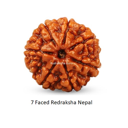 7 Mukhi Rudraksha