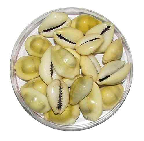 Kauri | Cowry
