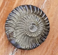 Shaligram Stone Original